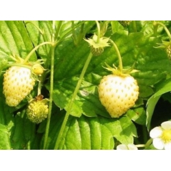 nasiona owoców Poziomka Yellow Wonder swikx236